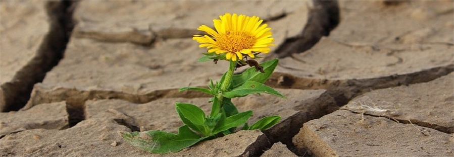 flower.jpg